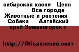 l: сибирская хаски › Цена ­ 10 000 - Все города Животные и растения » Собаки   . Алтайский край,Змеиногорск г.